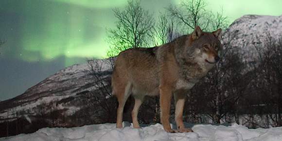 Wolf_polar_park_northern_lights_narvik_northern_norway_2851d582-63a0-49b2-9e09-f9b306d4304a.jpg