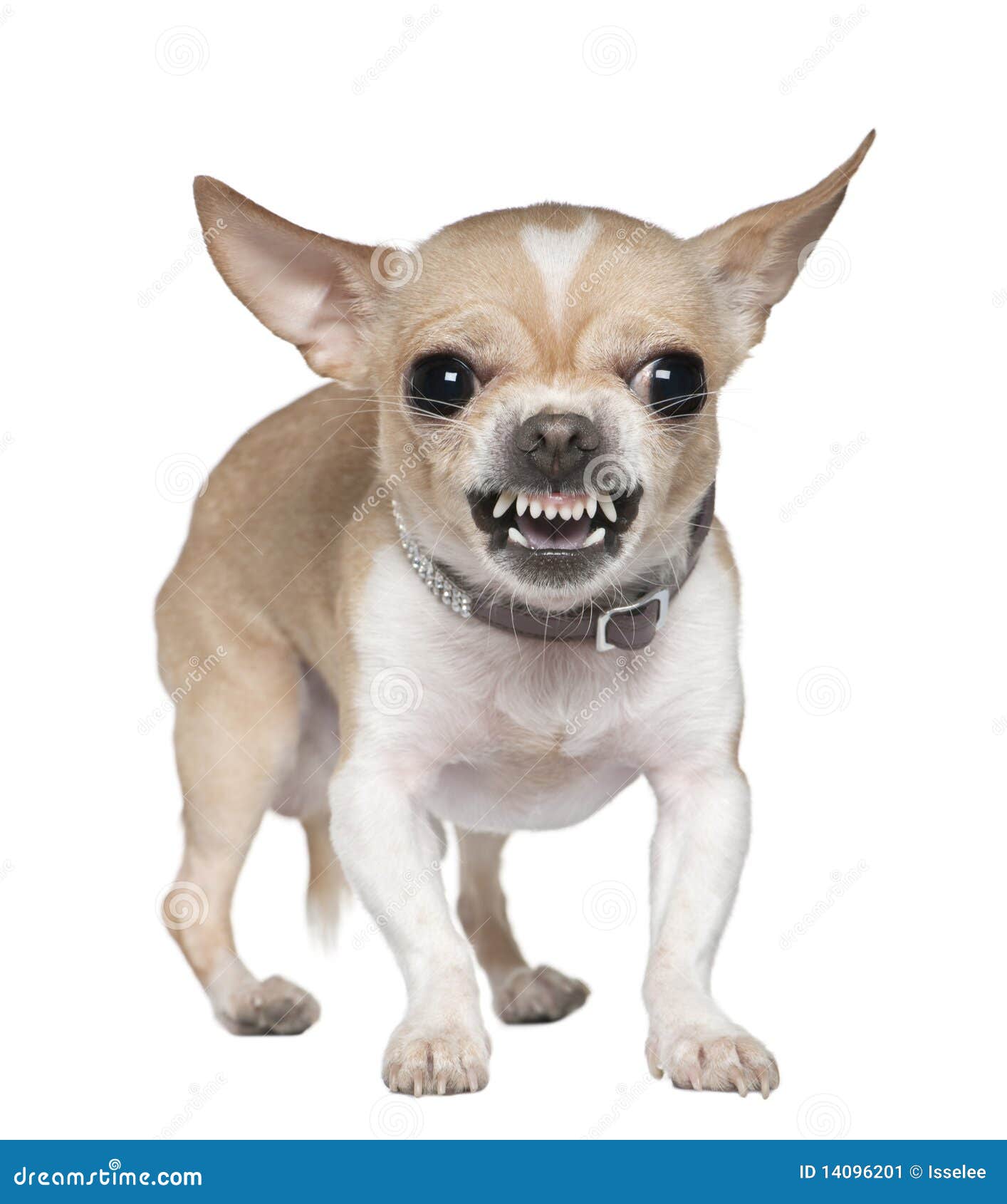 angry-chihuahua-growling-2-years-old-14096201.jpg