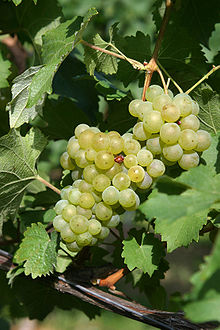 220px-Bacchus_04c_3.jpg