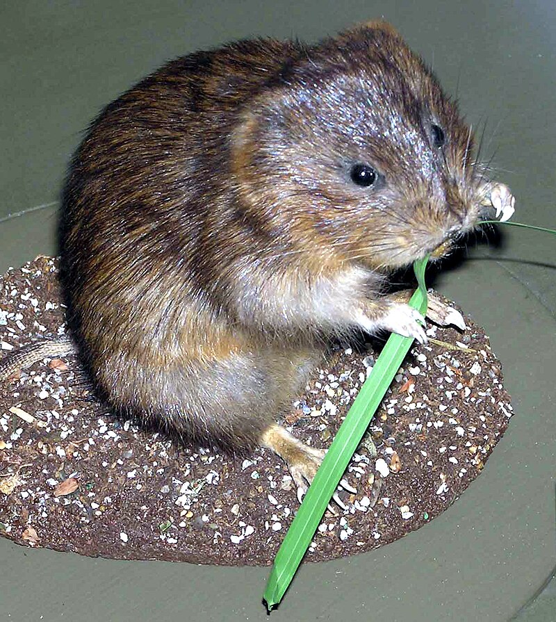 800px-Water.vole.arp.jpg