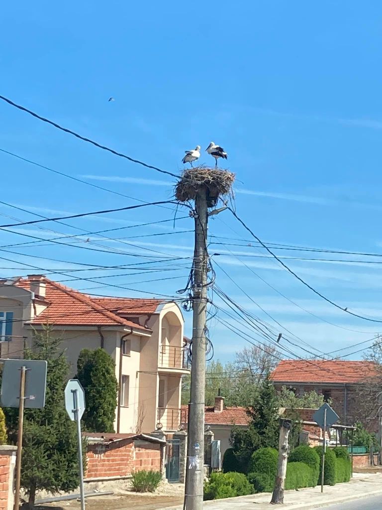 nesting-storks.jpg