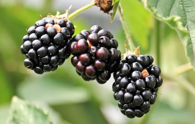 Motorhome Grey water grows juicy blackberries