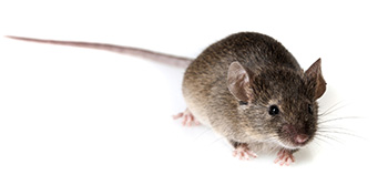 mouse1.jpg